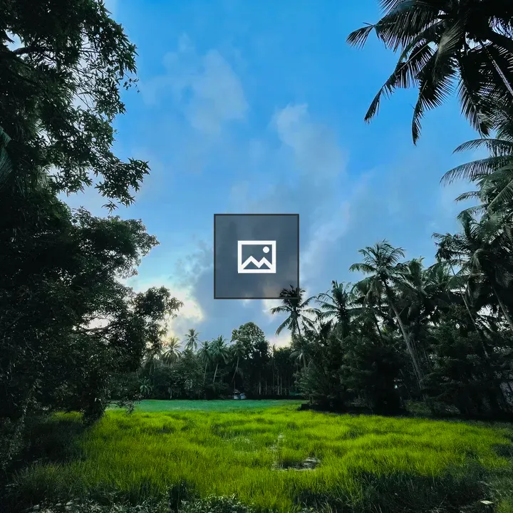 Paddy Fields in Twilight