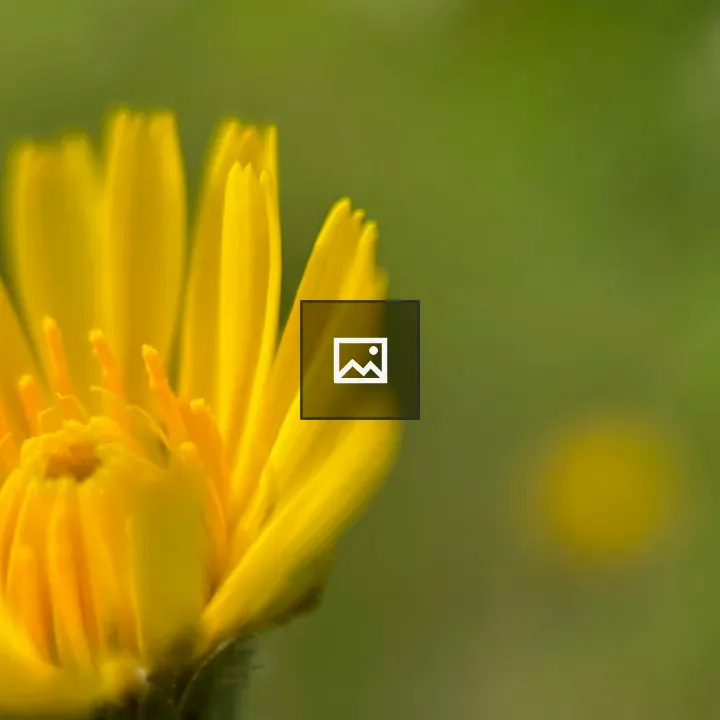 Closeup of a small yellow flower