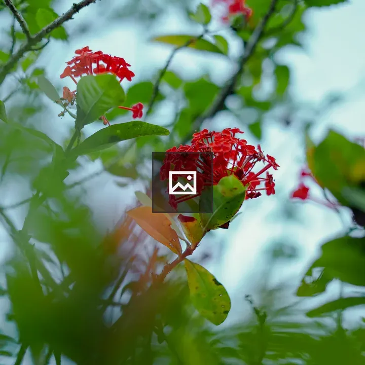 Ixora coccinea flower