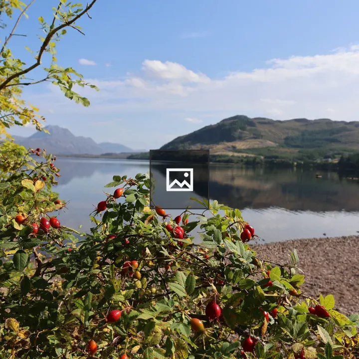 Rosehip berries by Loch Maree