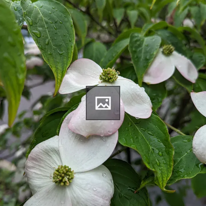 White flowers on dogwood tree
