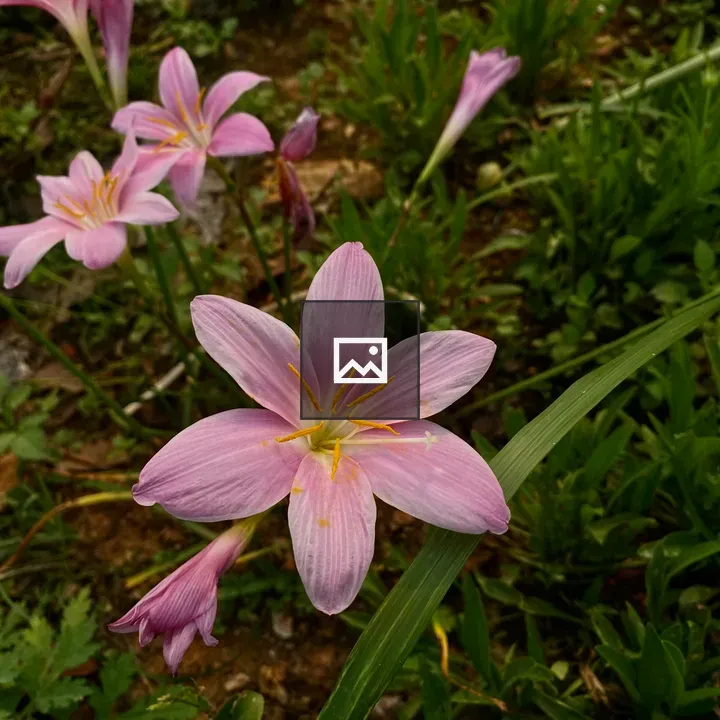 Pink flower with yellow pollen