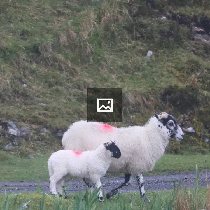 Sheep and her lamb