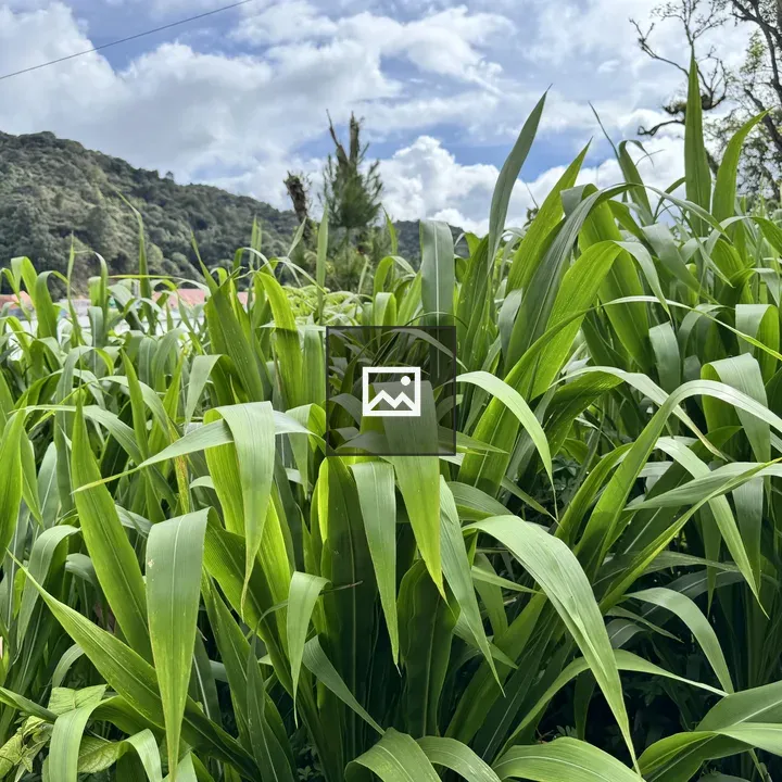 Field of corn with pink building