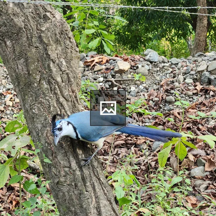 Blue Bird on Tree Trunk