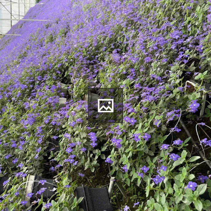 A Blanket of Purple Flowers