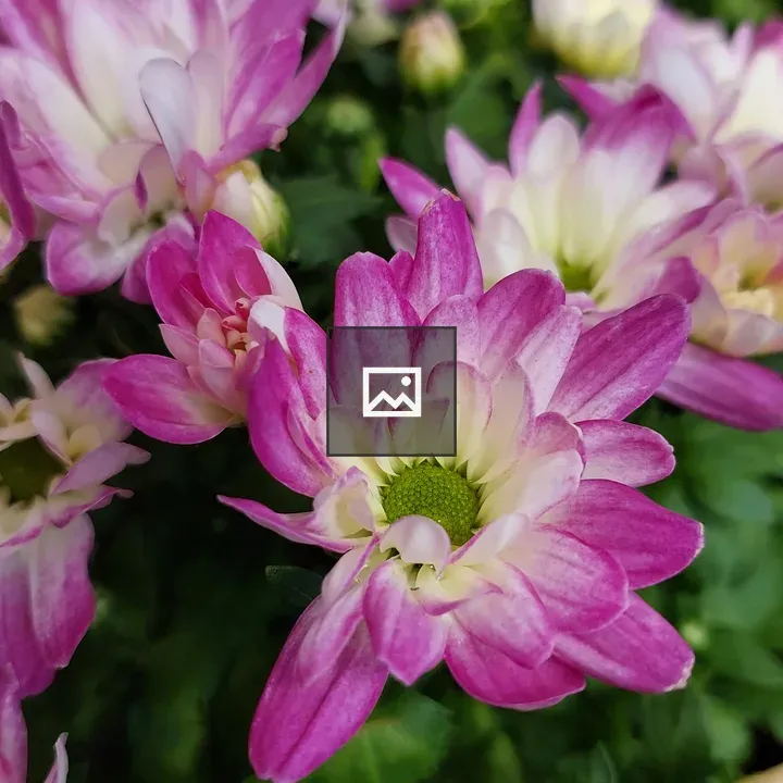 Chrysanthemum flower close-up