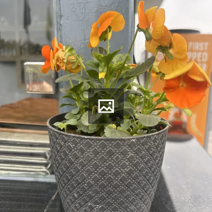 Small black pot with orange flowers