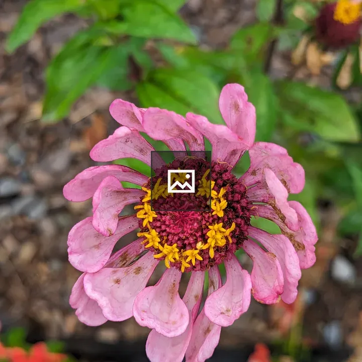 Pink Zinnia Wilted Flower