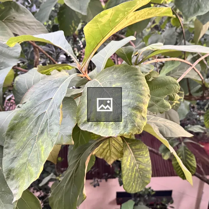 Teak Tree Branches