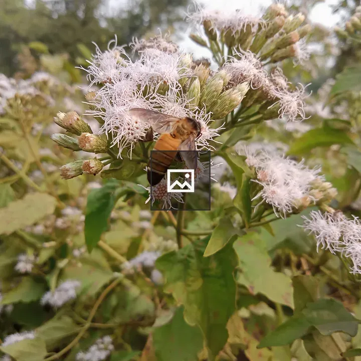 Honey bee on white flowers
