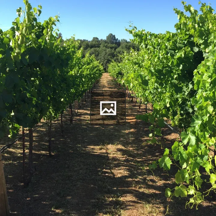 Green Grapes In Vineyard