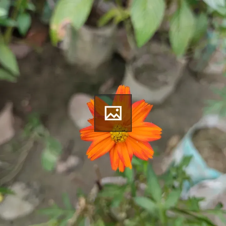 Orange Sulfur Cosmos Flower