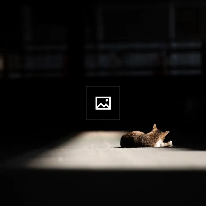 Cat resting in beam of light