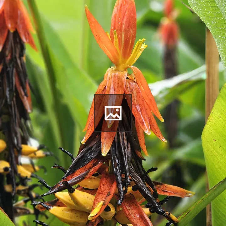 Scarlet banana flower