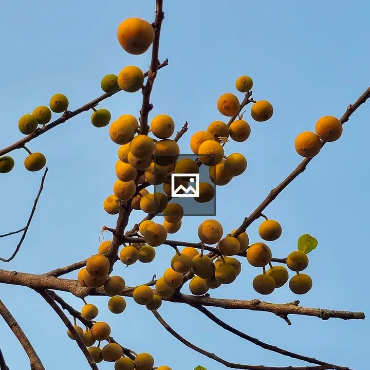 Ficus exasperata berries on branch