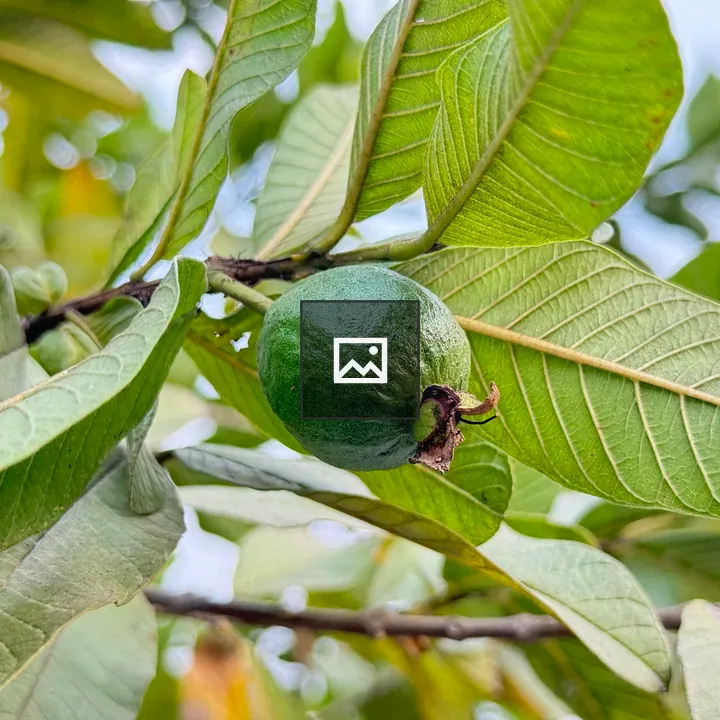 Green Guava Close-Up