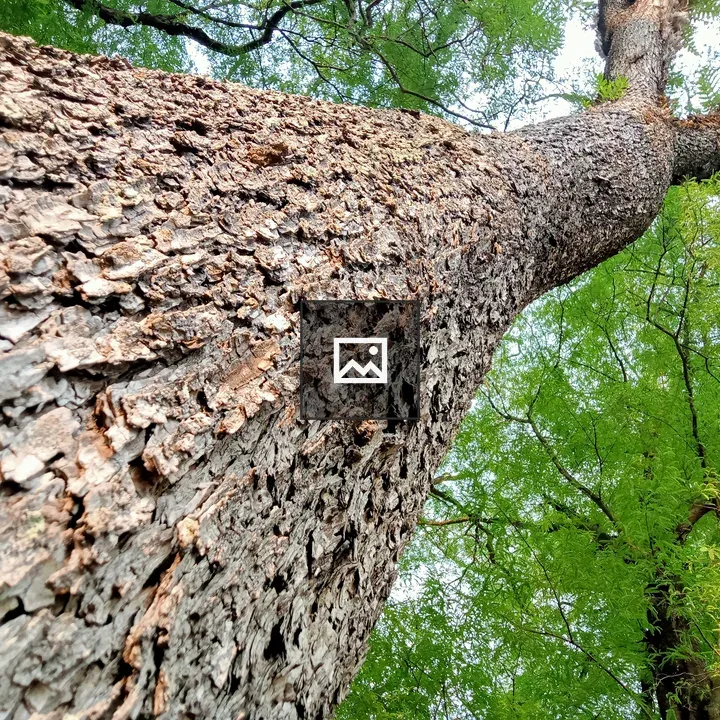 Old tree seen from below