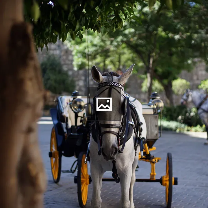 White horse by carriage