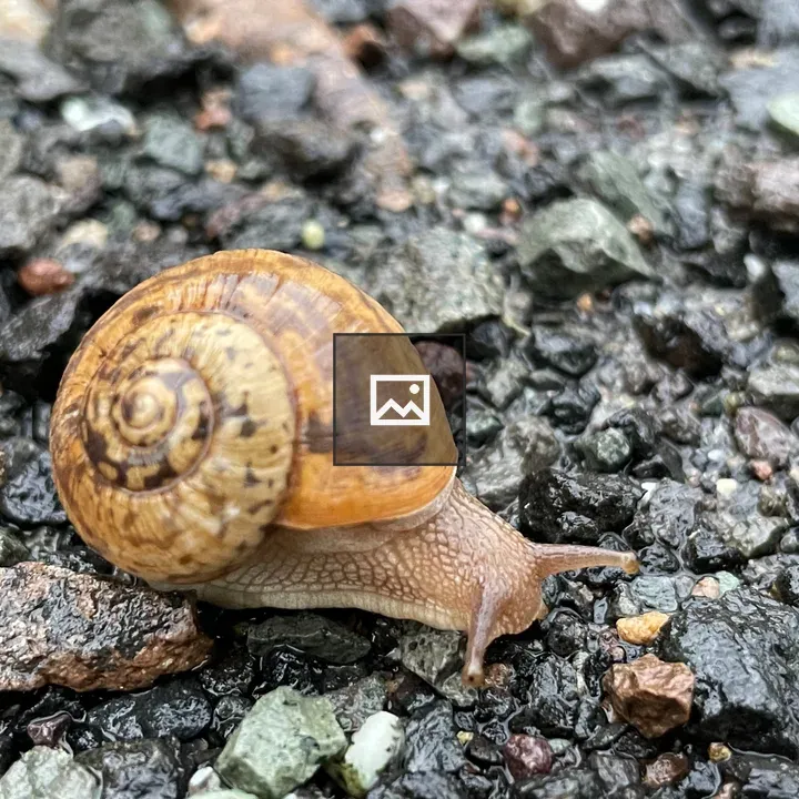 Snail on the Ground