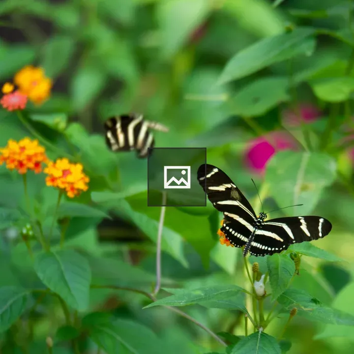 Black and White Butterflies