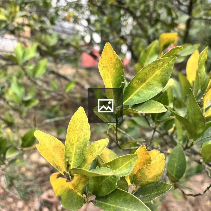 Close-up Leaves on a Bush