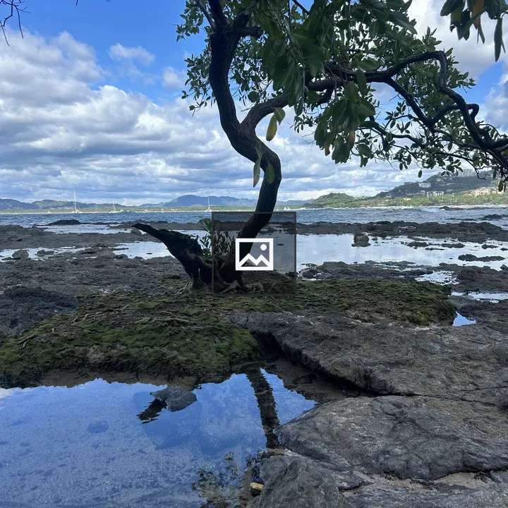 Solitary twisted tree by rocky shore