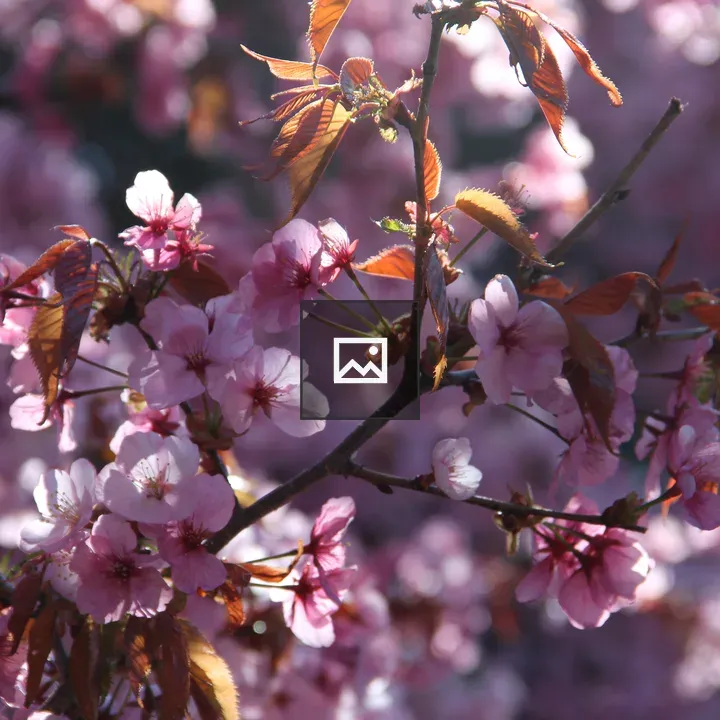 Pink cherry blossoms