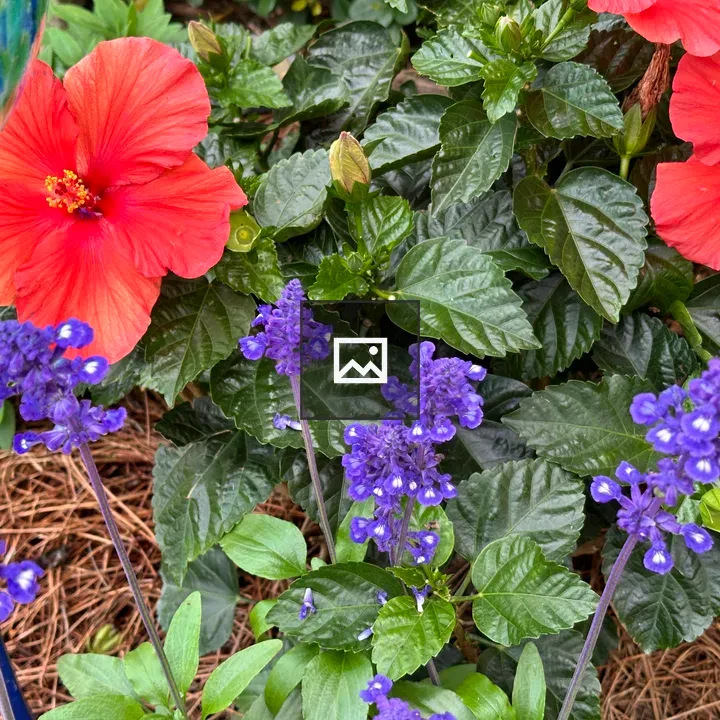 Vibrant hibiscus and purple flowers