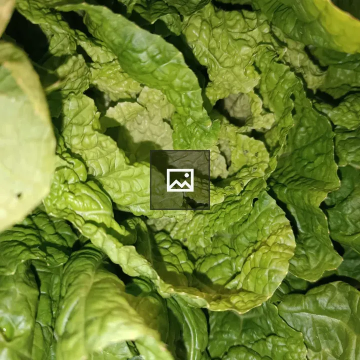 Lettuce Leaves Close-Up