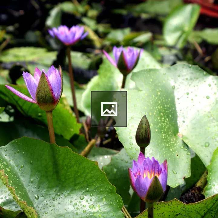 Purple water lilies on serene water