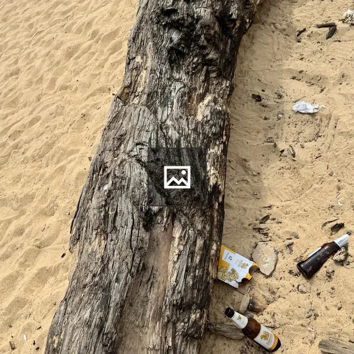 Driftwood on Beach with Litter