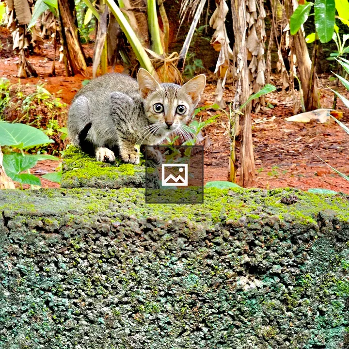 Kitten Ready to Jump Down
