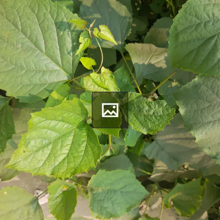 Leaves in Green Portrait