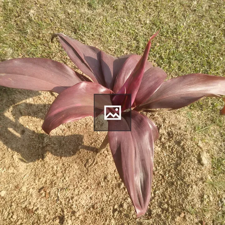 Cordyline plant with purple petals