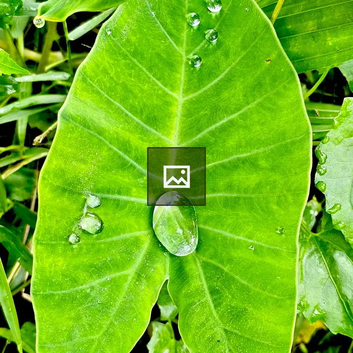 Rain Drops on Taro Leaf
