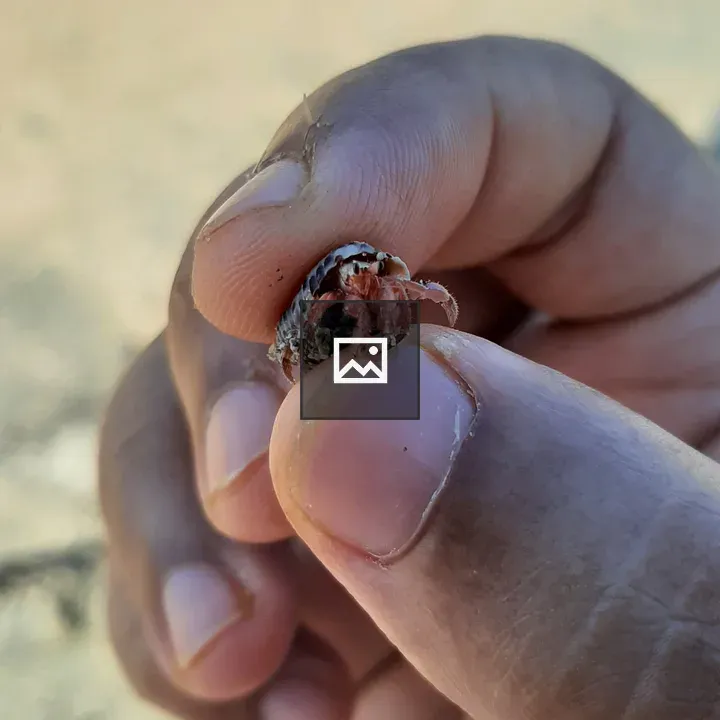 Tiny hermit crab