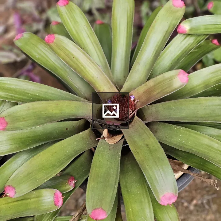 Bromeliad Rosette with Pink Tips