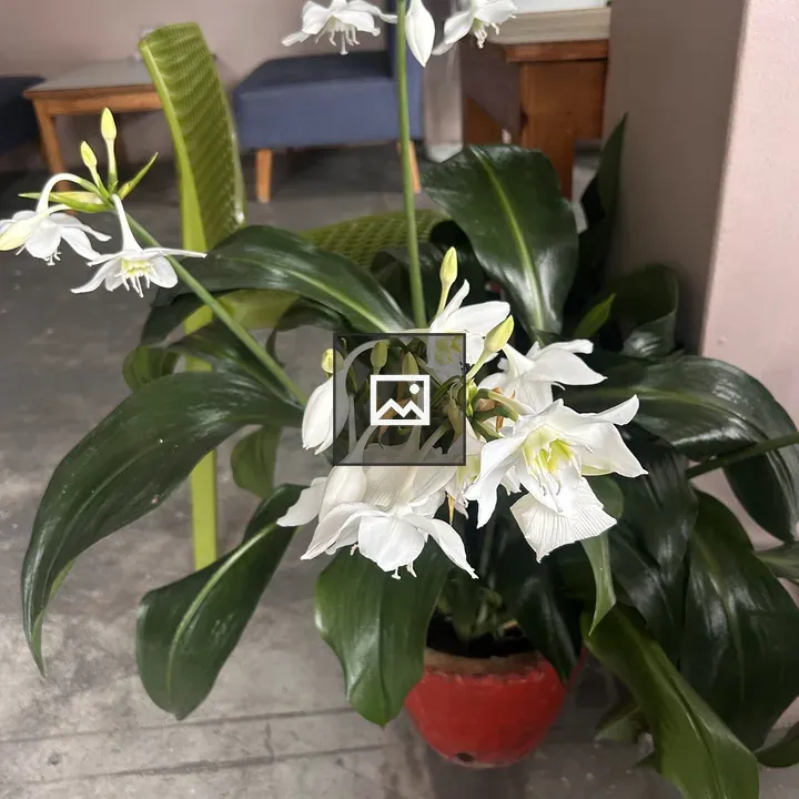 Potted plant with white flowers