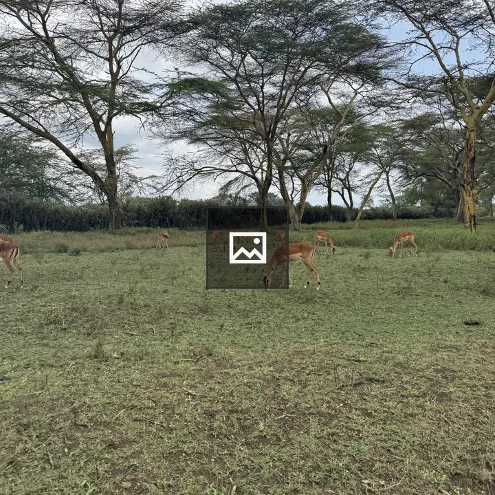Impalas in Savanna Field