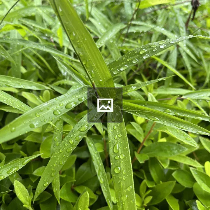 Close-up Leaves with Water Drops
