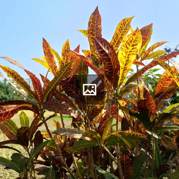 Close-up Foliage in Green to Red