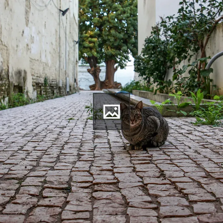 Tabby Cat on Cobblestone Path