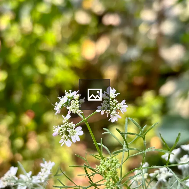 Close-up White Flowers