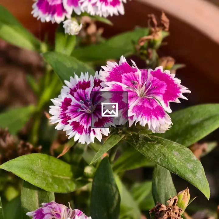 Flowers in Pot