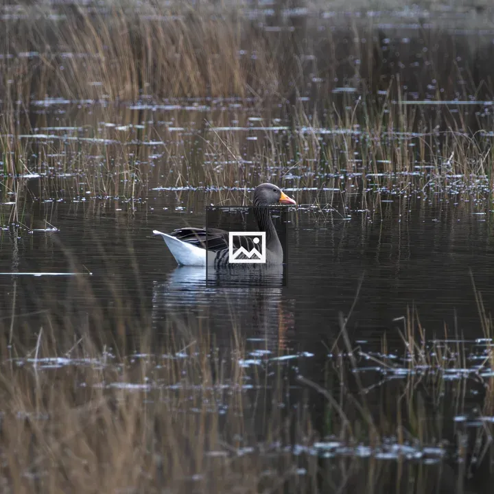 Greylag Goose on Pond