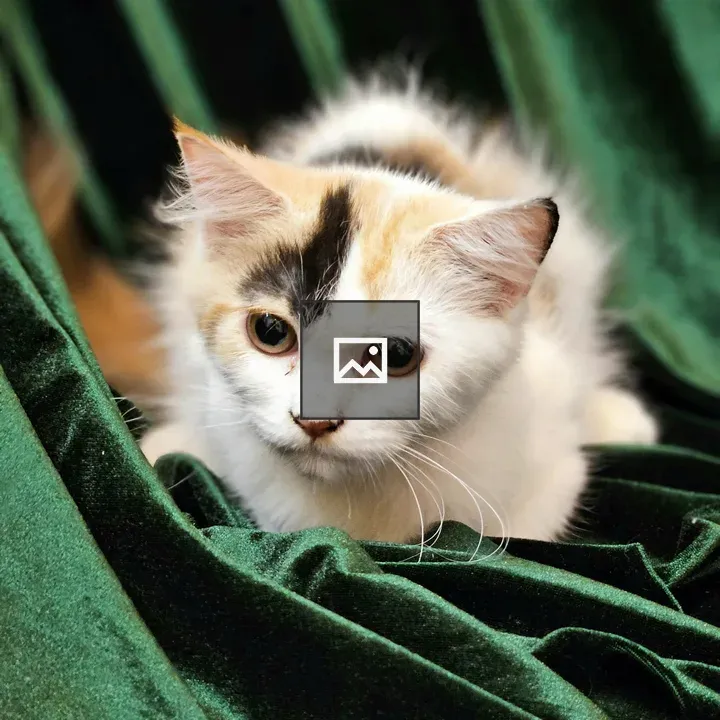 Cat on a green towel