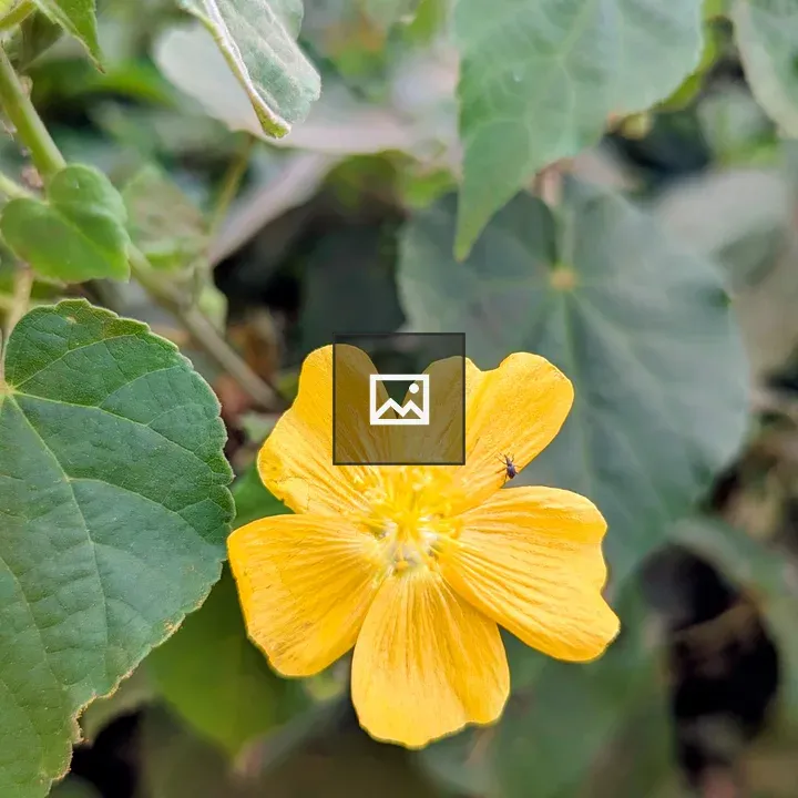 Bright yellow wildflower close-up