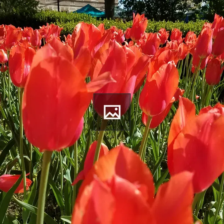 Red Flower in Grass