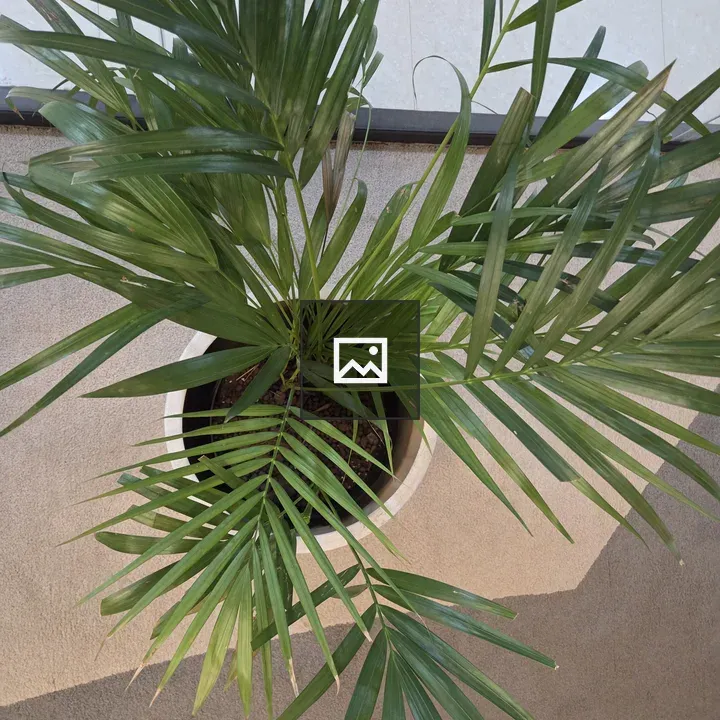 Top-down View of Potted Palm